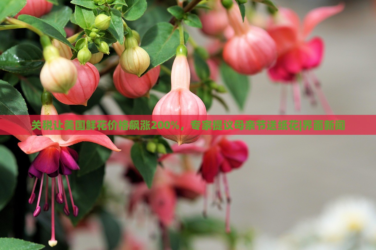 關(guān)稅讓美國鮮花價格飆漲200%，專家提議母親節(jié)送紙花|界面新聞