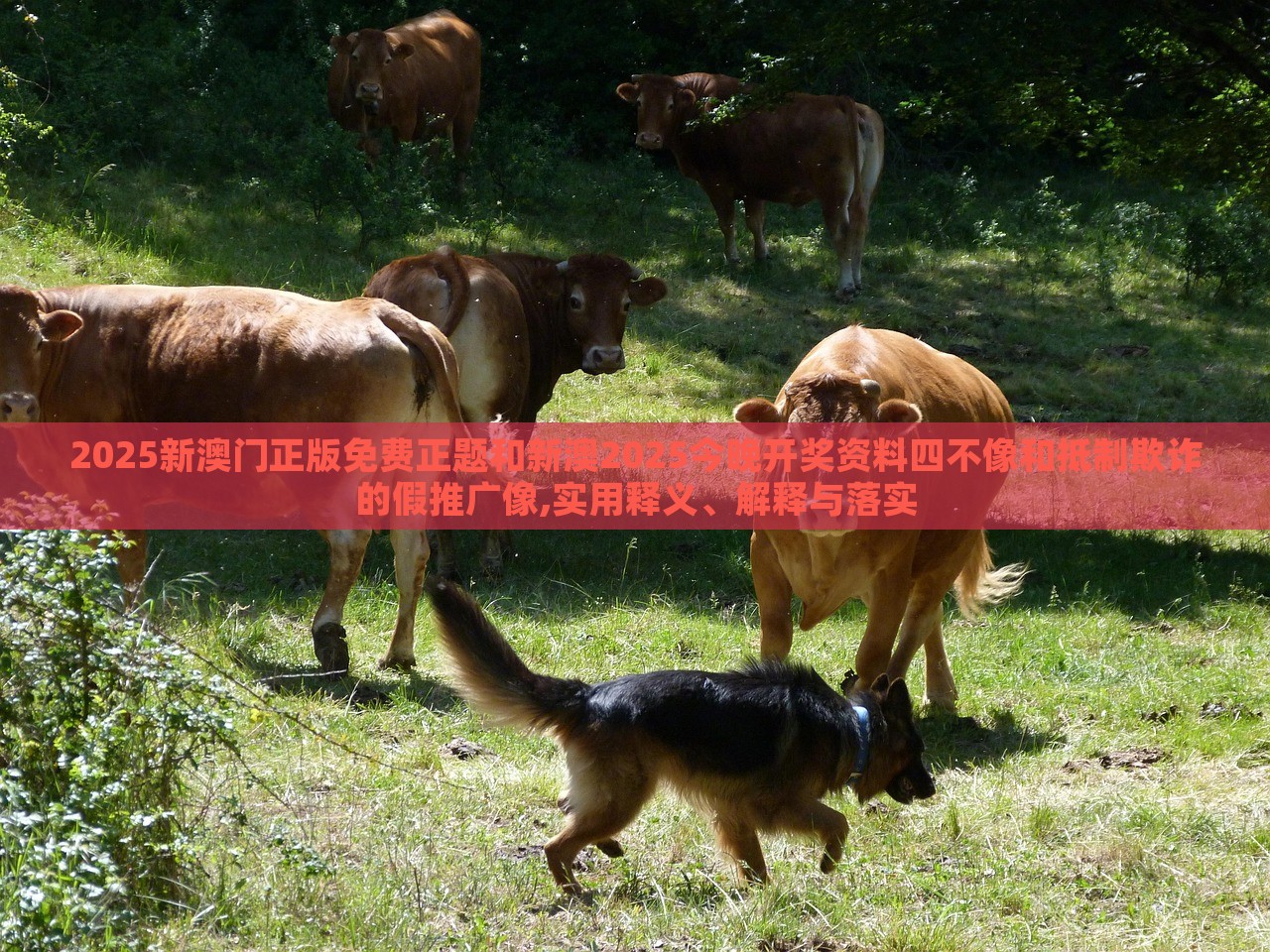 2025新澳門正版免費正題和新澳2025今晚開獎資料四不像和抵制欺詐的假推廣像,實用釋義、解釋與落實 2025新澳門正版免費正題和新澳2025今晚開獎資料四不像和抵制欺詐的假推廣像,實用釋義、解釋與落實